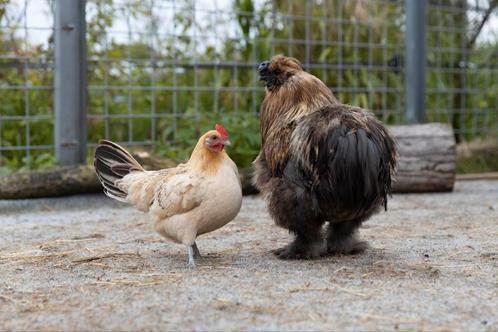 BROEDEIEREN EN KUIKENS Serama X Zijdehoen, Dieren en Toebehoren, Pluimvee, Kip, Geslacht onbekend