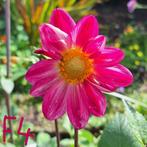 dahlia's te koop, deel 3, Ophalen, Voorjaar, Volle zon, Knol