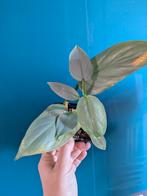 Philodendron Silver Queen / Silver Sword stek, Ophalen of Verzenden, Halfschaduw, Minder dan 100 cm