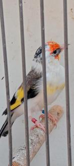 Witkeel man Bloemputter uit bond '24, Dieren en Toebehoren, Vogels | Overige Vogels, Mannelijk, Wildzangvogel, Geringd