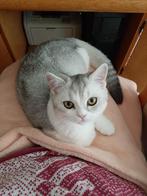 Lieve Aanhankelijke Mooie Britsekorthaar, Dieren en Toebehoren, Katten en Kittens | Raskatten | Korthaar, Poes, Gechipt, 0 tot 2 jaar