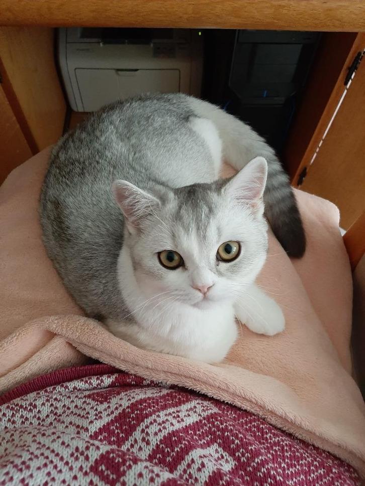 Lieve Aanhankelijke Mooie Britsekorthaar, Dieren en Toebehoren, Katten en Kittens | Raskatten | Korthaar, Poes, 0 tot 2 jaar, Gechipt