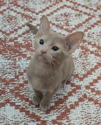 Abessijn x Chausie F6a kittens incl stamboom, Dieren en Toebehoren, Katten en Kittens | Raskatten | Korthaar, Meerdere dieren