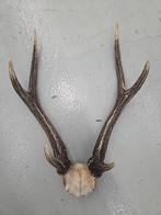 Originele Gewei zonder wandschild, 40cm, Huis en Inrichting, Ophalen, Gebruikt