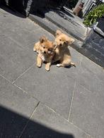 Prachtige pomchi pups tekoop, Dieren en Toebehoren, Keeshond, 8 tot 15 weken, Meerdere, Meerdere dieren