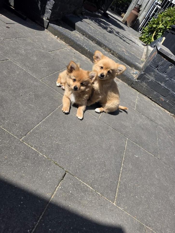 Prachtige pomchi pups tekoop nog 1 teefje beschikaar, Dieren en Toebehoren, Honden | Poolhonden, Keeshonden en Oertypen, Meerdere dieren