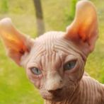 Haar naam is bella...hele lieve goed luisterde kat(tin)., Dieren en Toebehoren, Katten en Kittens | Dekkaters