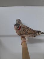 Bandvinken, Dieren en Toebehoren, Vogels | Overige Vogels, Meerdere dieren, Geringd