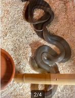 1.1 koppel Boaedon capensis '21, Slang, Tam, 3 tot 6 jaar