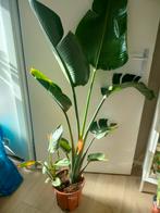 Strelitzia Nicolai, Bloeiende kamerplant, Ophalen, Halfschaduw, 150 tot 200 cm