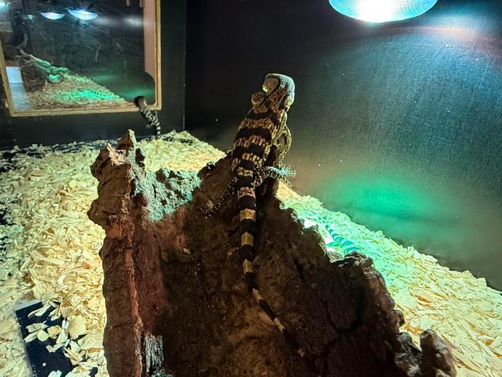 Witkeelvaranen (varanus albigularus) nakweek