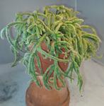 Rhipsalis, Ophalen of Verzenden, Minder dan 100 cm