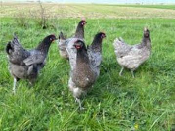 Bleu de Lande kippen. beschikbaar voor biedingen