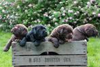 Labrador pups verwacht met stamboom., 8 tot 15 weken, Labrador retriever, Parvo, Meerdere