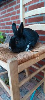 Konijn te koop!, Dieren en Toebehoren, Mannelijk, Middelgroot, 3 tot 5 jaar