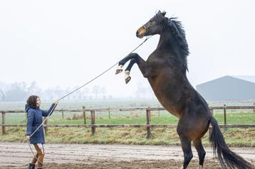 Zadelmak maken & Gedragstraining beschikbaar voor biedingen