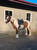 Verzorger gezocht voor leas paard, Ophalen, Zo goed als nieuw