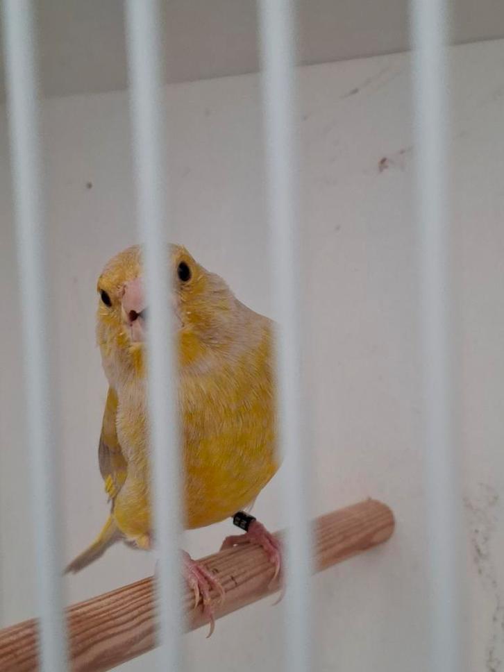 Groenling koppel, Dieren en Toebehoren, Vogels | Kanaries, Meerdere dieren