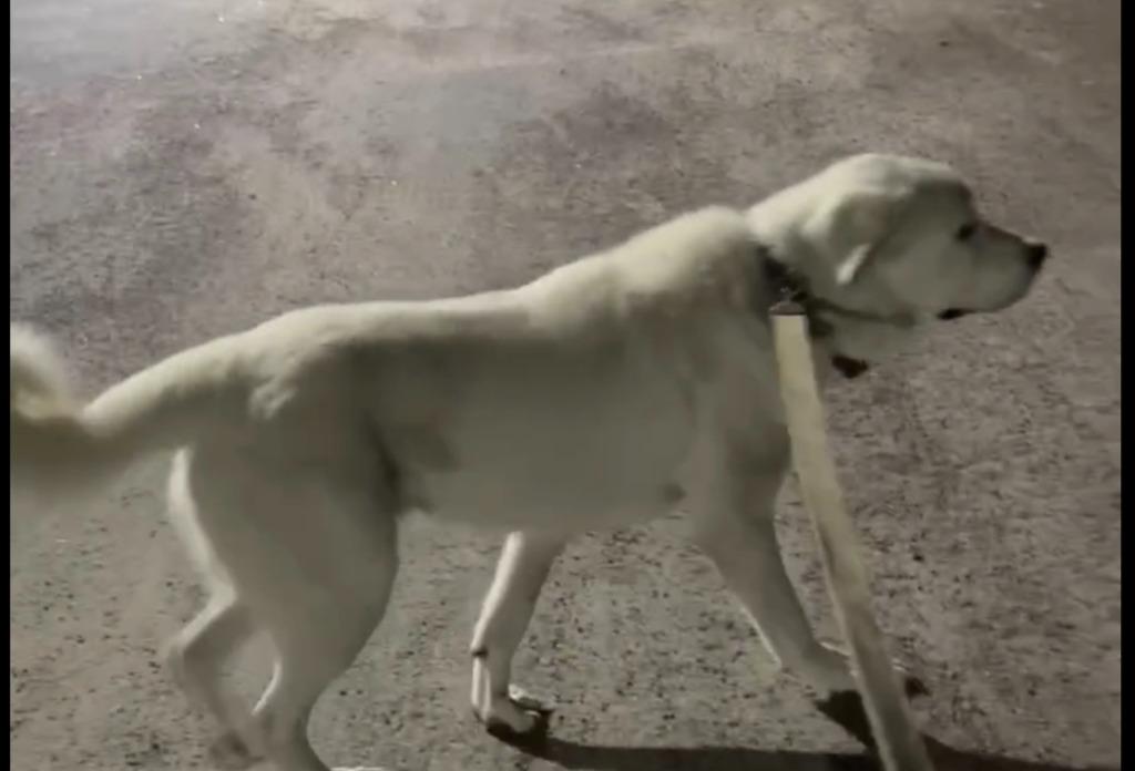 Help Pets Adoptie Herder, Alabay, Moskou Waakhond en Kangal, Dieren en Toebehoren, Honden | Herdershonden en Veedrijvers, Meerdere dieren