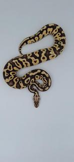 Prachtige Fire Pastel (Firefly) Spotnose het. Clown Konings, Slang