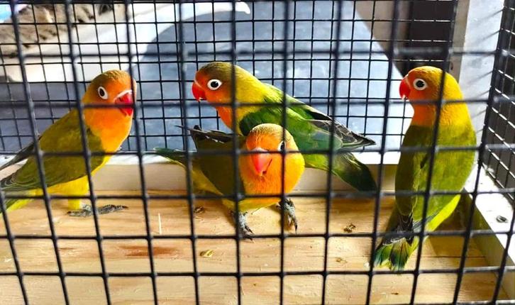 agapornis fischeri dwergpapegaai, Dieren en Toebehoren, Vogels | Parkieten en Papegaaien, Dwergpapegaai of Agapornis, Geslacht onbekend