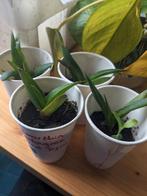 Haworthia pentagona west jogoo - vetplantjes, Huis en Inrichting, Ophalen, Overige soorten, Minder dan 100 cm