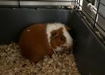 Mooie rood bonte beer, Dieren en Toebehoren, Knaagdieren, Cavia, Mannelijk, Juli, Tam