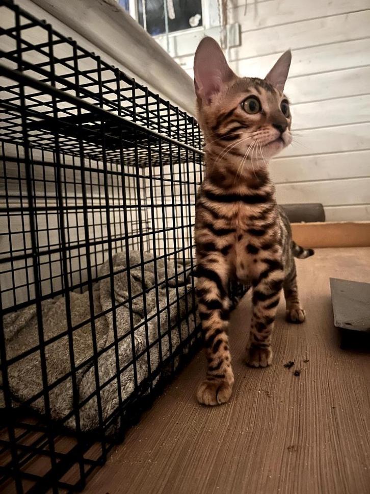 Prachtige Bengaal kitten met stamboom, Dieren en Toebehoren, Katten en Kittens | Raskatten | Korthaar, Poes, 0 tot 2 jaar, Met stamboom