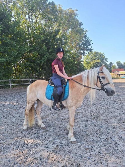 Verzorgpaard en bijrijdpaard gezocht, Dieren en Toebehoren, Paarden en Pony's | Verzorgingsproducten, Ophalen