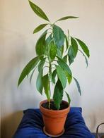 Persea Americana | Avocado plant Feyline, Overige soorten, Minder dan 100 cm, In pot, Volle zon