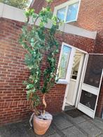 Decoratie boom in terracotta pot, Huis en Inrichting, Woonaccessoires | Wanddecoraties, Ophalen
