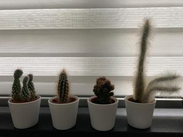 Cactussen beschikbaar voor biedingen