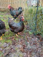 Haan en 2 hennen Barnevelder dubbelgezoomd groot, Dieren en Toebehoren, Pluimvee, Meerdere dieren, Kip