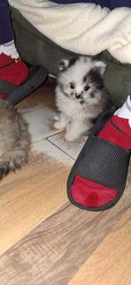 Pommeriaan pups, 1 reutje (beige) en 1 teefje ( zwart/wit), Teef, Meerdere, Nederland, Particulier