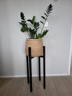 Plantenstandaard inclusief plant en mand, Huis en Inrichting, Ophalen, Halfschaduw, Minder dan 100 cm