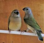 Jonge gouldamedines 7, Dieren en Toebehoren, Vogels | Overige Vogels, Meerdere dieren