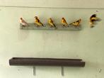 Putters te koop, Meerdere dieren, Wildzangvogel