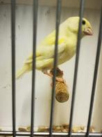 Kanarie, Dieren en Toebehoren, Vogels | Kanaries, Geslacht onbekend, Kleurkanarie