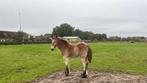 Mooi merrie veulen Belgisch trekpaard, Dieren en Toebehoren, Paarden, Merrie, Minder dan 160 cm, Gechipt, 0 tot 2 jaar