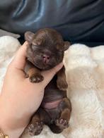 Shitzu / Shih Tzu puppies, Dieren en Toebehoren, Honden | Chihuahua's en Gezelschapshonden, 8 tot 15 weken, Meerdere, Meerdere dieren