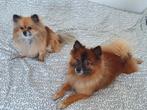 Twee lieve hondjes Djuna en Dyson zoeken warm thuis, 6 jaar of ouder, Overige rassen, Meerdere, Nederland