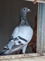 Mooie Blauwband duivin geringt   van dit jaar, Dieren en Toebehoren, Vogels | Duiven, Vrouwelijk, Postduif