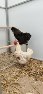 Zijdehoen haan en hen, Dieren en Toebehoren, Meerdere dieren, Kip