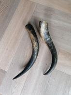 2 hoorn van een rund, Ophalen of Verzenden, Gewei of Kop