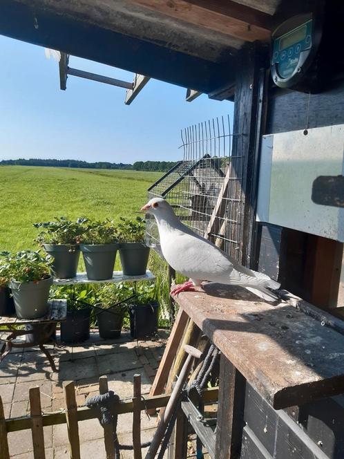Witte duiven, Dieren en Toebehoren, Vogels | Duiven, Meerdere dieren