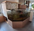 Aquarium met Schildpad en vissen (Liefhebberstuk), Dieren en Toebehoren, Ophalen, Gebruikt, Gevuld zoetwateraquarium