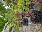 trachycarpus wagerianus, Ophalen, Overige soorten, Volle zon