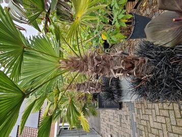 trachycarpus wagerianus  beschikbaar voor biedingen