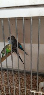 koppel split blacface x blackface (en losse split bf), Dieren en Toebehoren, Vogels | Parkieten en Papegaaien, Meerdere dieren
