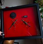 Wandelende takken opgezet in lijst met hoed en whiskey, Ophalen of Verzenden, Nieuw, Insect, Opgezet dier